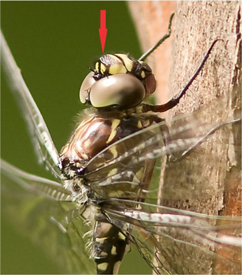 Austroaeschna parvistigma
